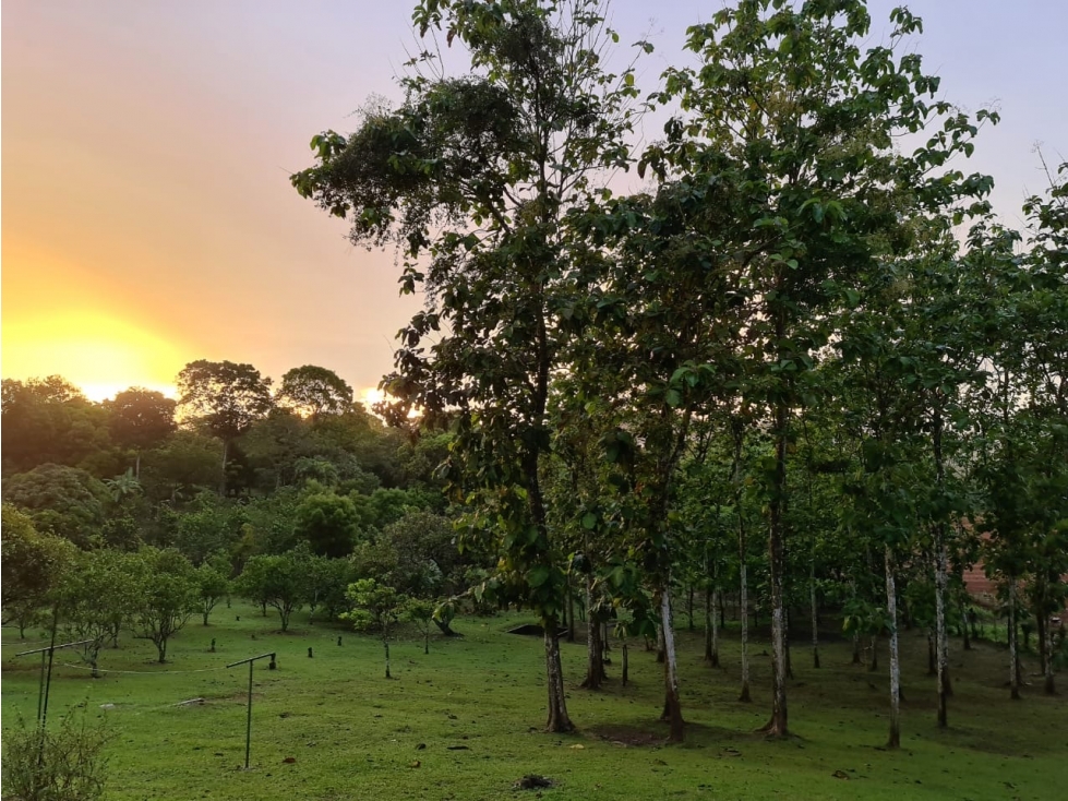 vendo o alquilo una finca en cermeño de Capira — foto 4