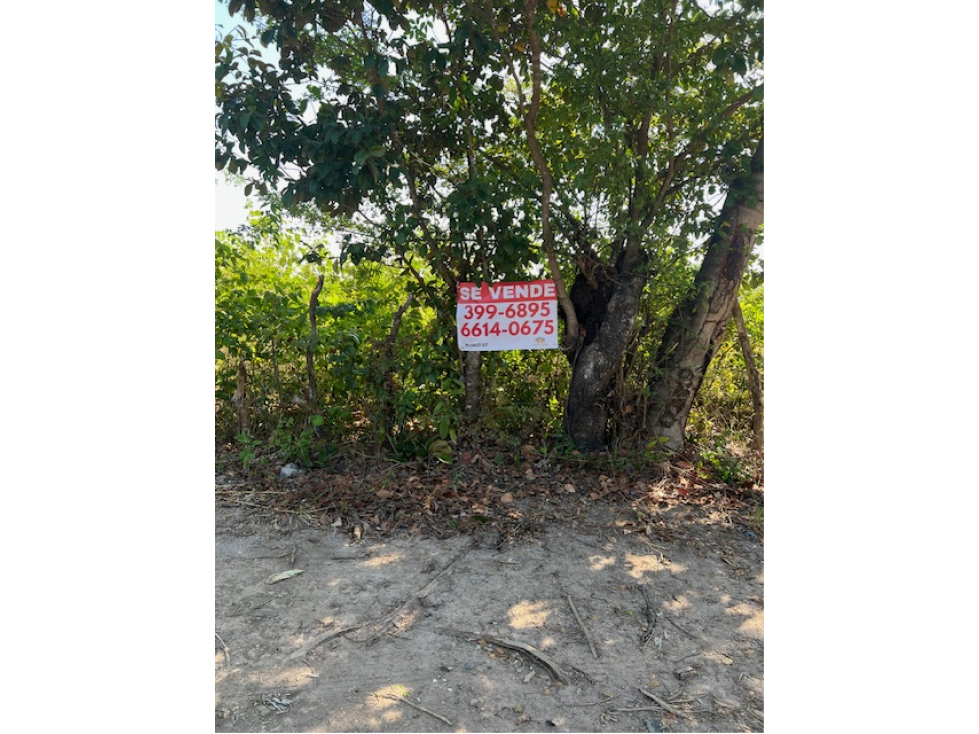 VENDO TERRENO RIO HATO SUR CARRETERA HACIA BUENAVENTURA - 4