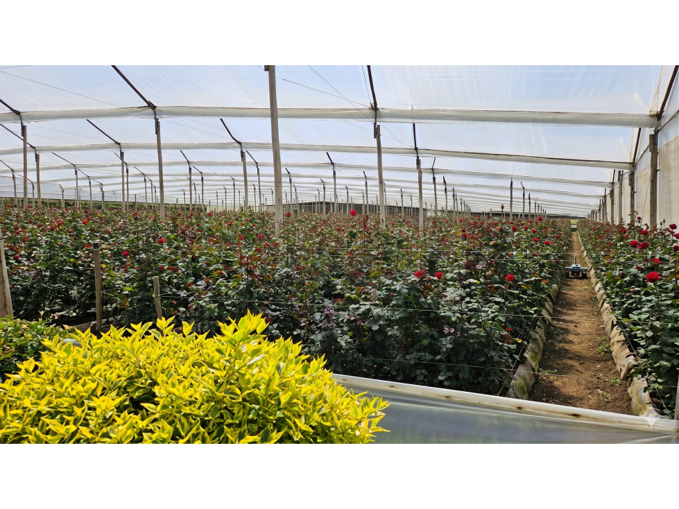 Arriendo de Finca Productiva de Flores Guaymaral 12 Hectáreas — foto 5