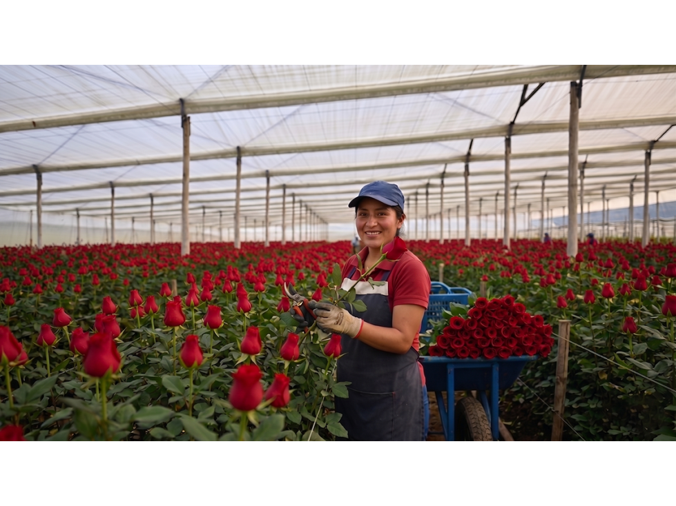 Arriendo de Finca Productiva de Flores Guaymaral 12 Hectáreas — foto 2