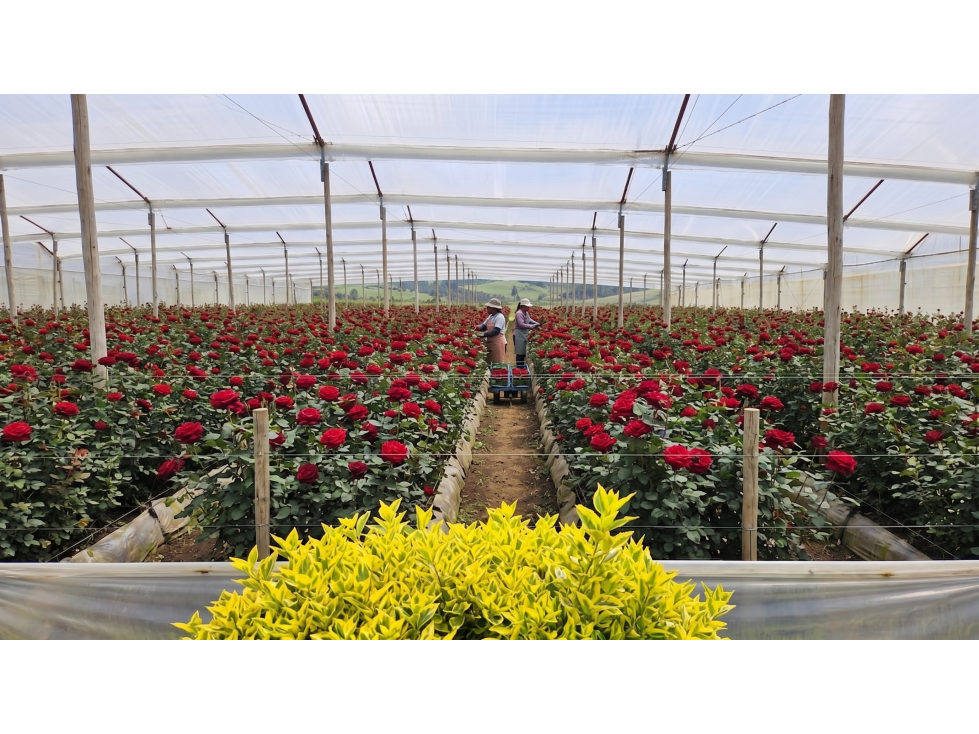 Arriendo de Finca Productiva de Flores Guaymaral 12 Hectáreas — foto 6