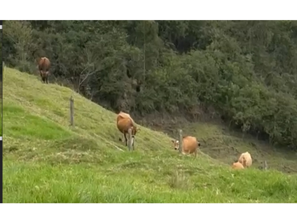 Vendo lote Unidad Cerrada a 10 mins. De La Ceja vía Abejorral/Llanadas — foto 3