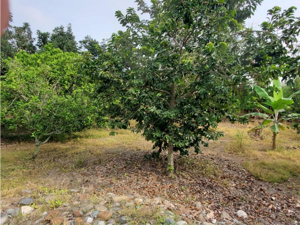 VENTA FINCA EN CANDELARIA-VALLE LJ - CCH W9411062 - 6