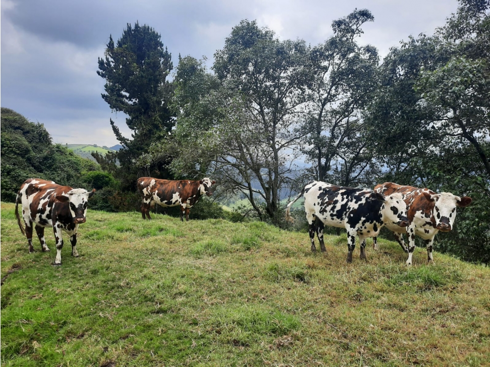 FINCA RURAL CUNDINAMARCA VENTA - 4