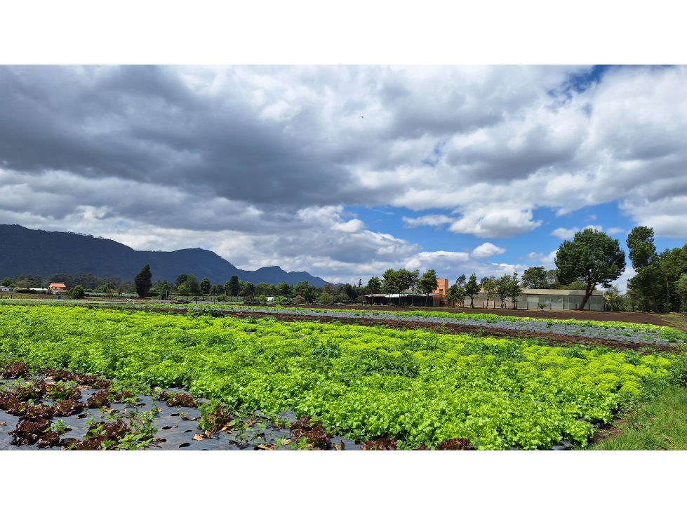 FINCA PRODUCTIVA VIA TENJO Y TABIO SABANA CUNDINAMARCA