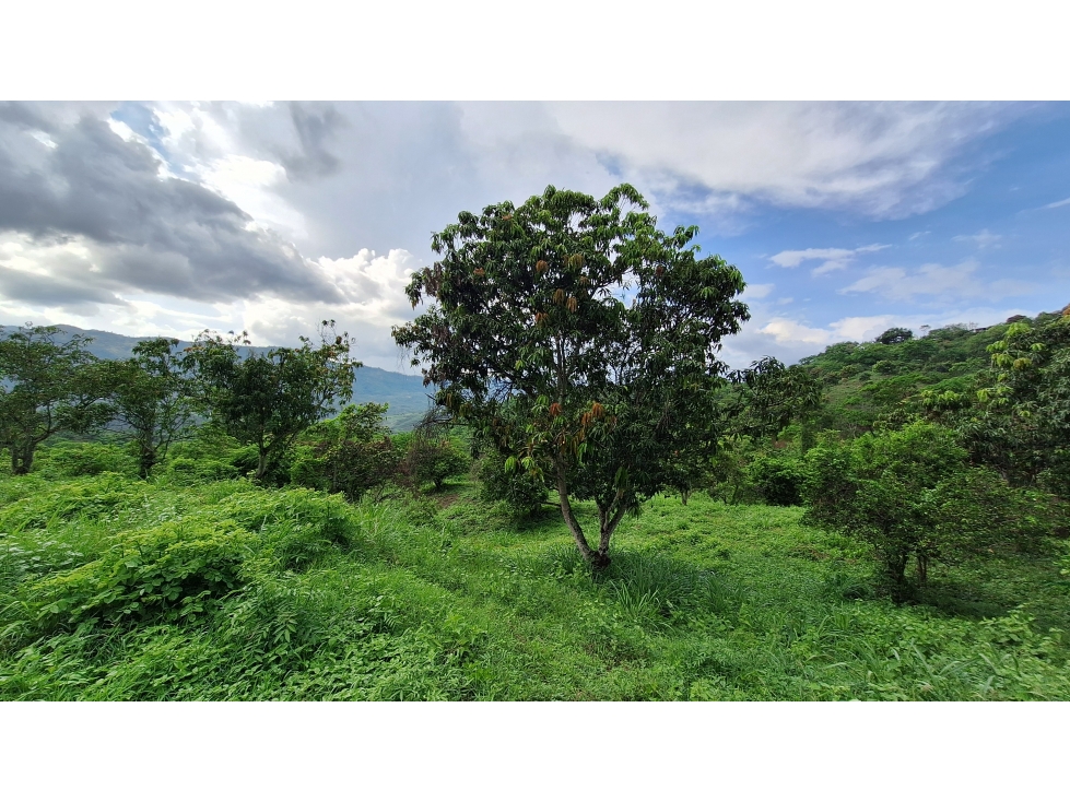 VENTA ANAPOIMA VEREDA FINCA RECREO O PRODUCTIVA P1 - 6