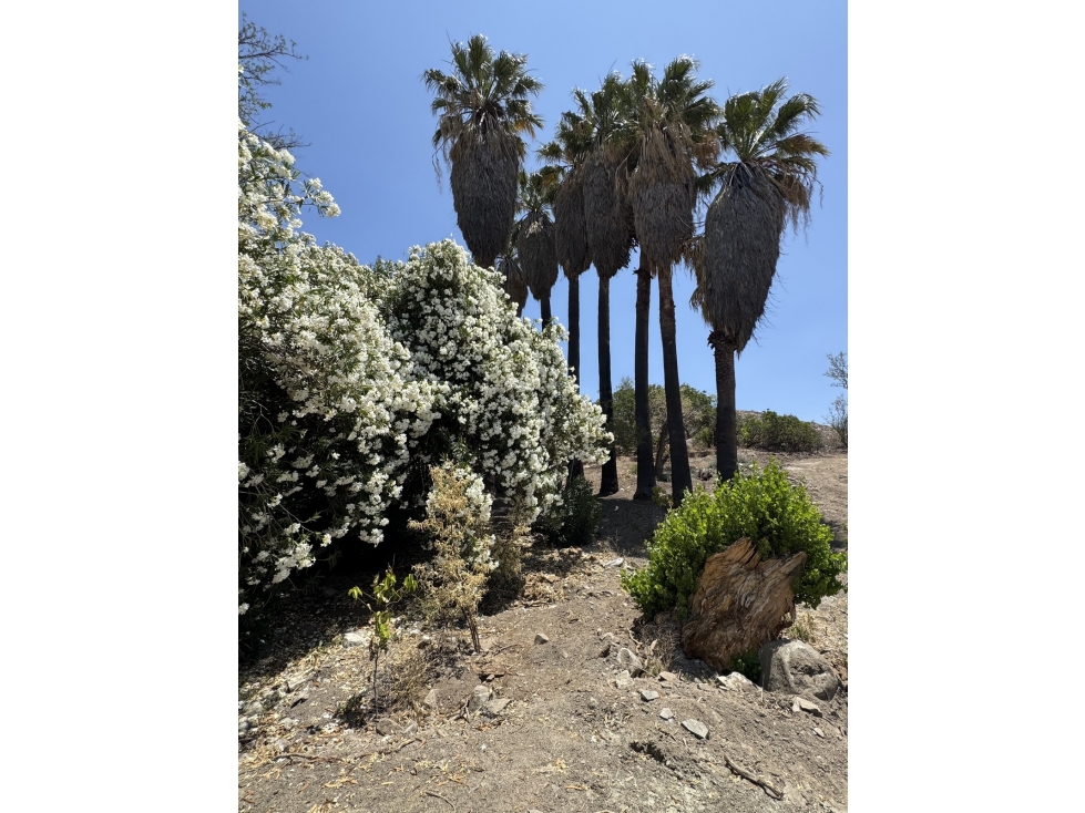 VENTA DE 85 HECTÁREAS CON AGUA EN OJOS NEGROS ENSENADA