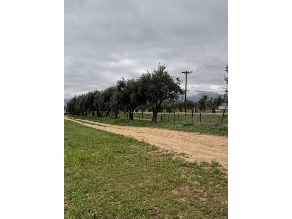 VENTA DE TERRENOS CON VIÑEDOS DE MÁS DE 40 AÑOS EN VALLE EL PORVENIR,
