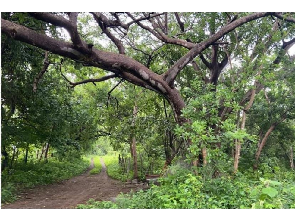 TERRENO EN VENTA DE 2500 M2 CERCA DEL CHANAL COLIMA - 2