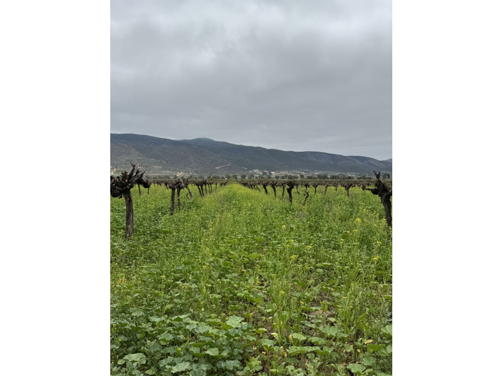 VENTA DE TERRENOS CON VIÑEDOS DE MÁS DE 40 AÑOS EN VALLE EL PORVENIR, — foto 2