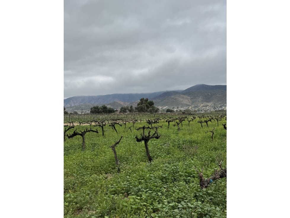VENTA DE TERRENOS CON VIÑEDOS DE MÁS DE 40 AÑOS EN VALLE EL PORVENIR, — foto 3