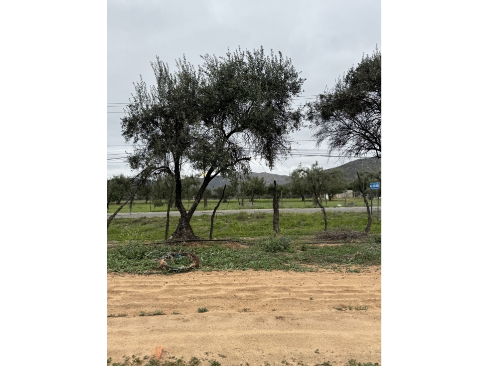 VENTA DE TERRENOS CON VIÑEDOS DE MÁS DE 40 AÑOS EN VALLE EL PORVENIR, — foto 4