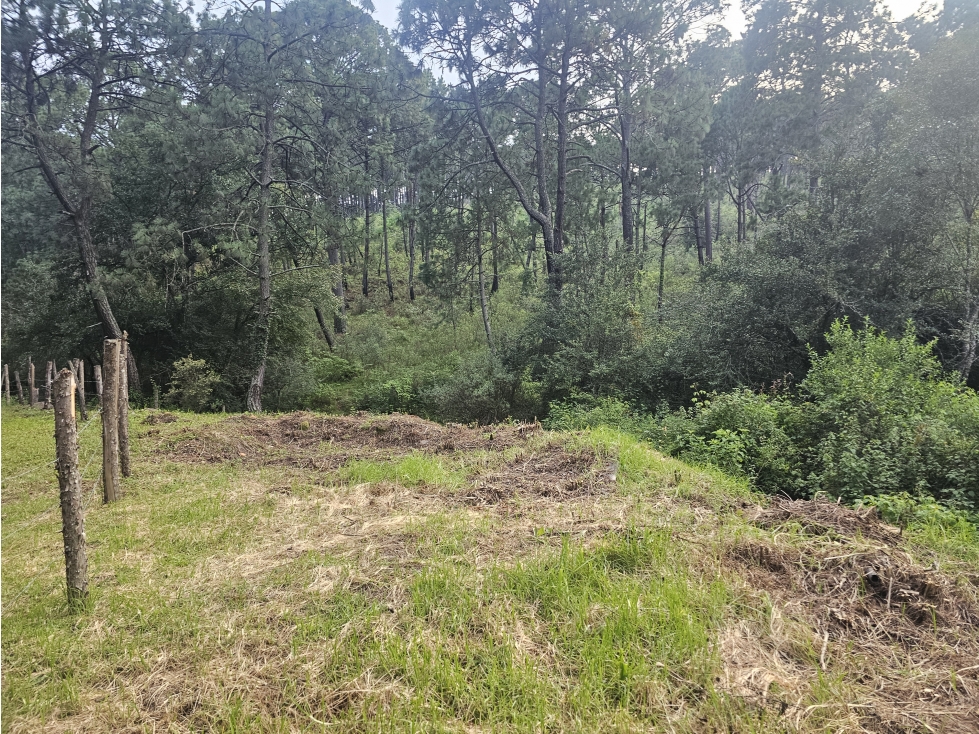 TERRENO EN VENTA EN MAZAMITLA | RODEADO DE BOSQUE - 1