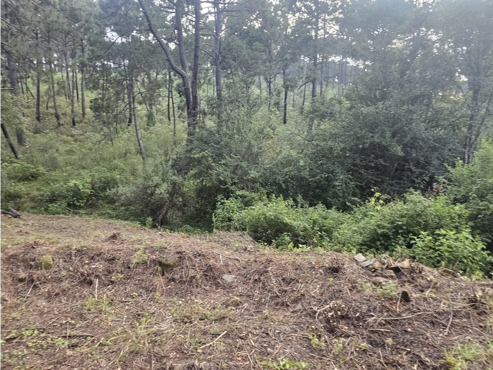 TERRENO EN VENTA EN MAZAMITLA | RODEADO DE BOSQUE - 4