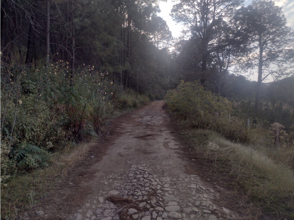 Bonito Terreno amplio en zona de Bosque de Mazamitla Jalisco - 2