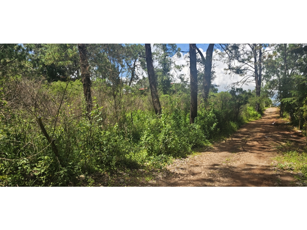 Bonito terreno en zona de bosque de mazamitla jalisco - 2