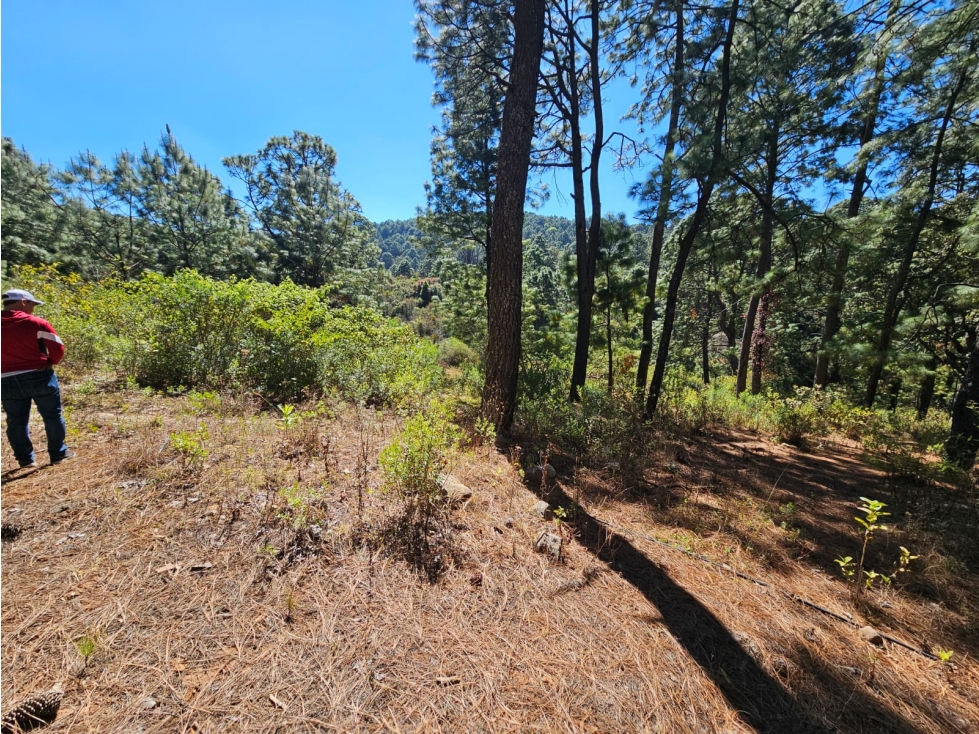 Bonito terreno en zona de bosque de mazamitla jalisco - 2