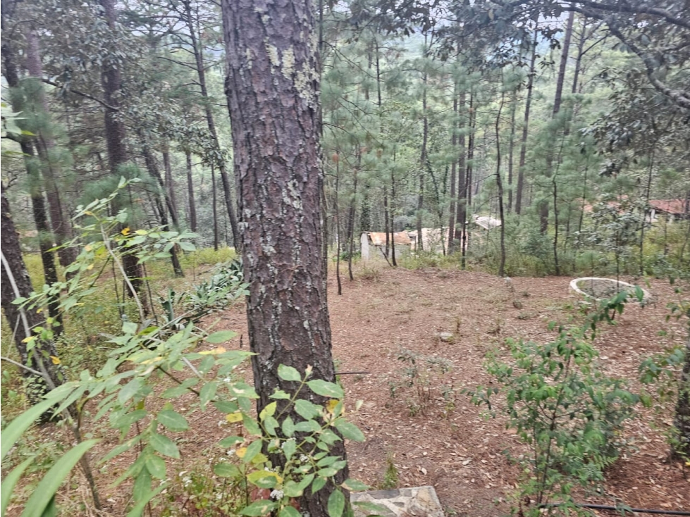 Bonita cabaña en zona de bosque de mazamitla jalisco - 6