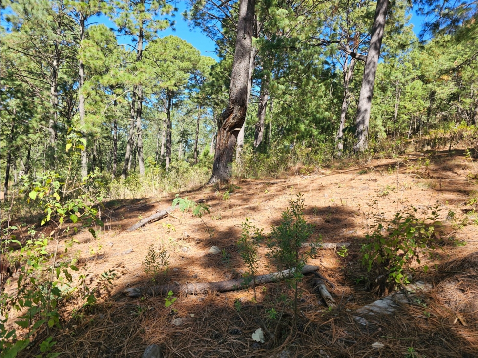 Bonito terreno en zona de bosque de mazamitla jalisco - 3