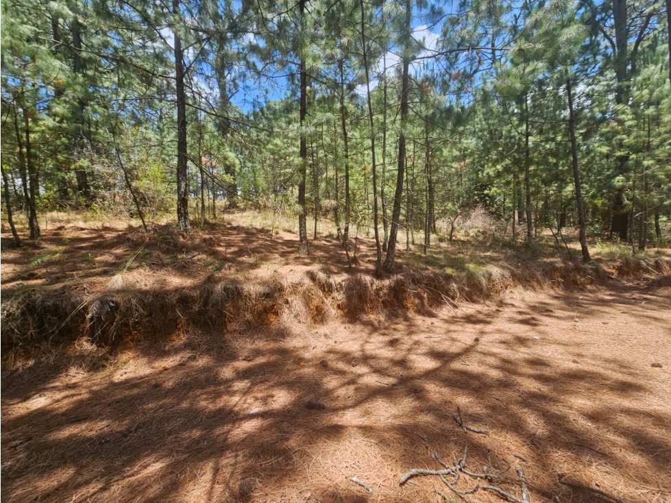 Terreno céntrico en el bosque de mazamitla - 6