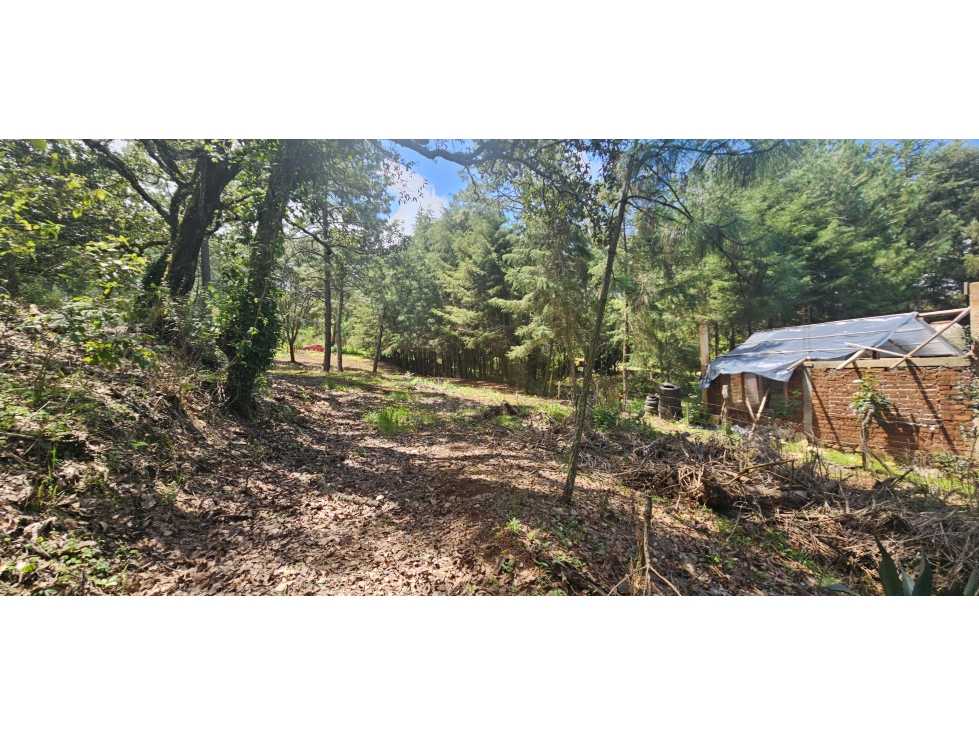 Bonito terreno en zona de bosque de mazamitla jalisco - 4