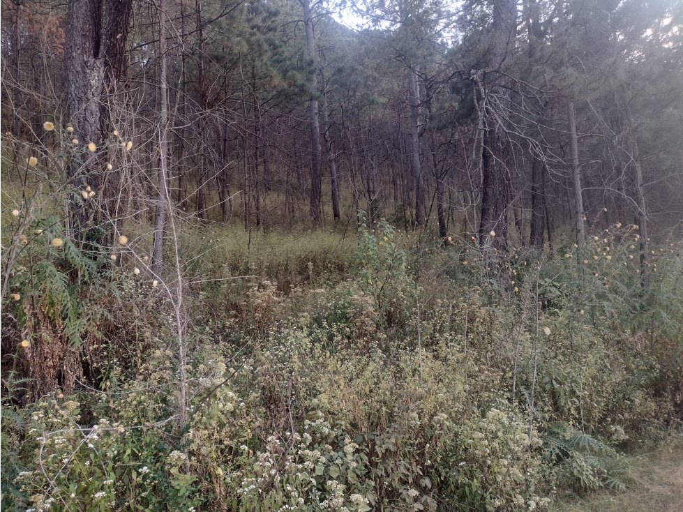 Bonito Terreno amplio en zona de Bosque de Mazamitla Jalisco - 5