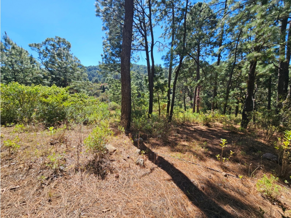 Bonito terreno en zona de bosque de mazamitla jalisco - 5