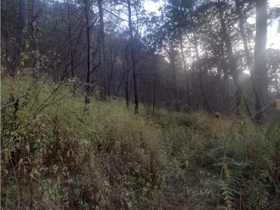 Bonito Terreno amplio en zona de Bosque de Mazamitla Jalisco - 6