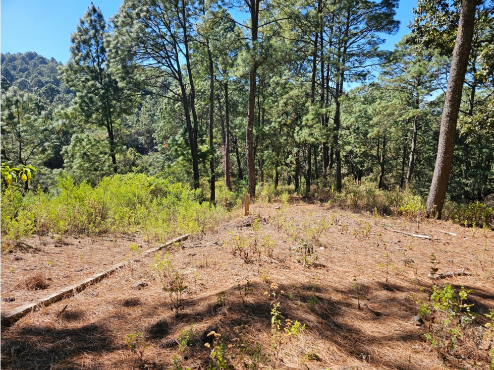 Bonito terreno en zona de bosque de mazamitla jalisco - 6