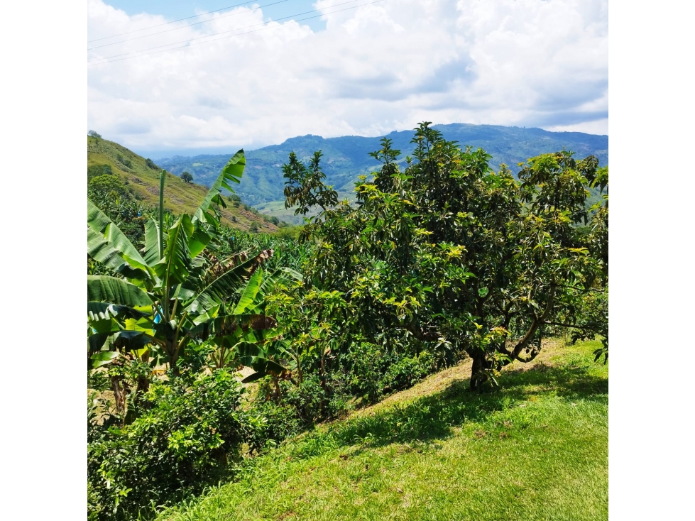 Finca Productiva en Anserma, Caldas — foto 2