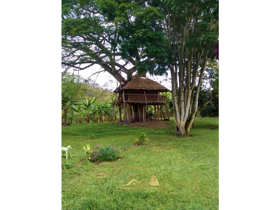 VENTA FINCA CAMPESTRE A 5 MINUTOS DE ARMENIA — foto 4