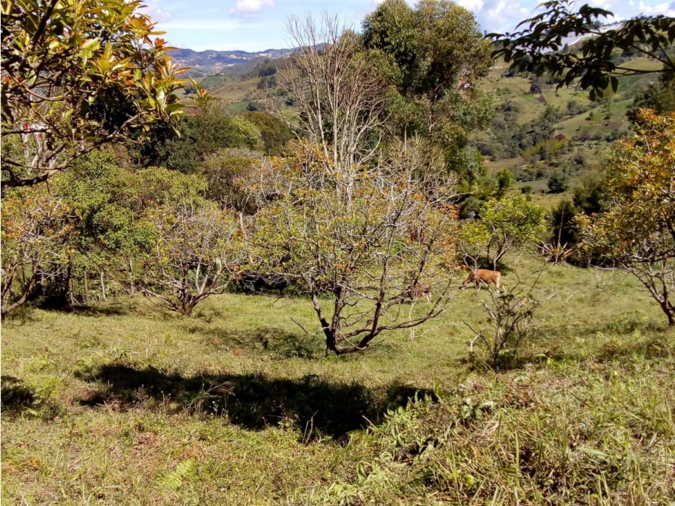 (I) LOTE PARA LA VENTA EN MARINILLA ANTIOQUIA - 3