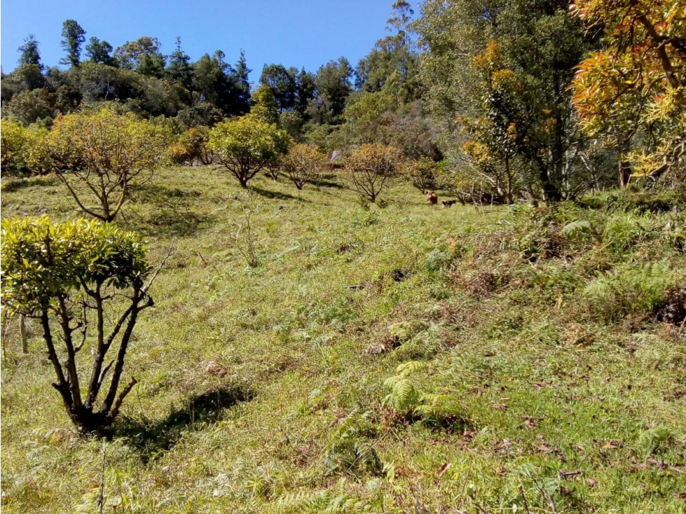 (I) LOTE PARA LA VENTA EN MARINILLA ANTIOQUIA - 4