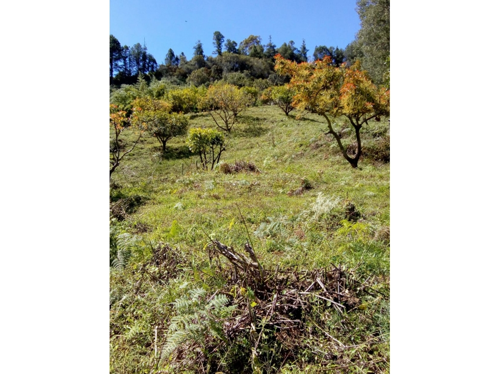 (I) LOTE PARA LA VENTA EN MARINILLA ANTIOQUIA - 5