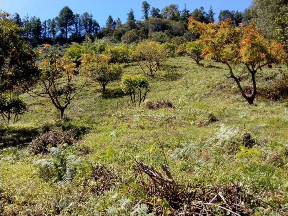 (I) LOTE PARA LA VENTA EN MARINILLA ANTIOQUIA - 6