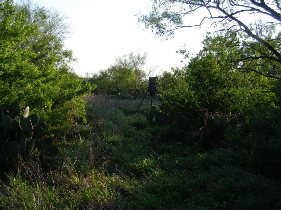 Terreno en Venta Sabinas hidalgo - 5