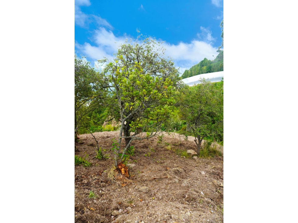 SE VENDE TERRENO DE 5,367m2 SECTOR PIRINCAY ALTO EN PAUTE - 4