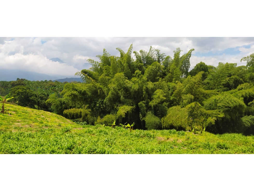 Proyecto para 16 casas campestres en Venta en El Caimo, Quindío — foto 4