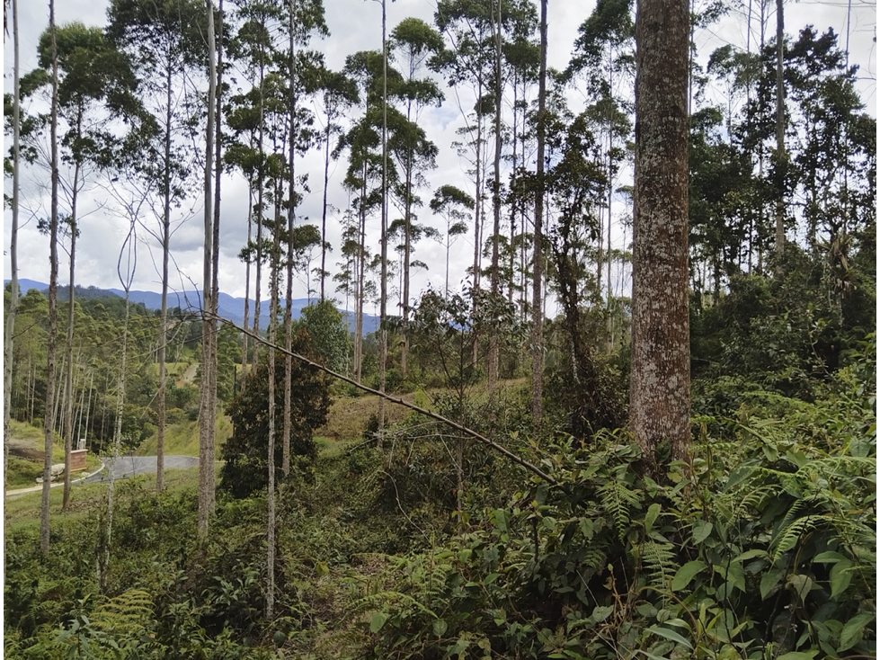 Venta Lote en Horizontes, sector Don Diego. Buena topografia. Vista.