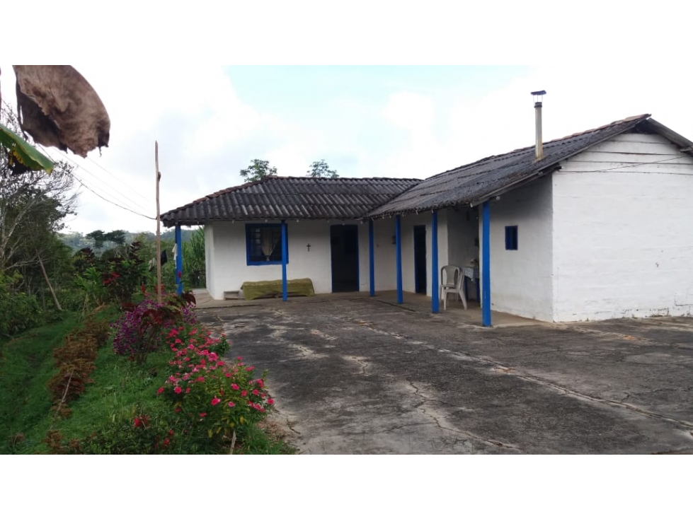 VENTA FINCA PRODUCTORA 12 HECTAREAS SAN ROQUE ANTIOQUIA - 1