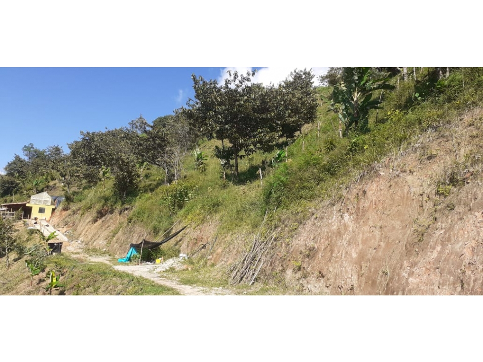 FINCA PRODUCTORA 7 HECTAREAS SAN ROQUE ANTIOQUIA - 3