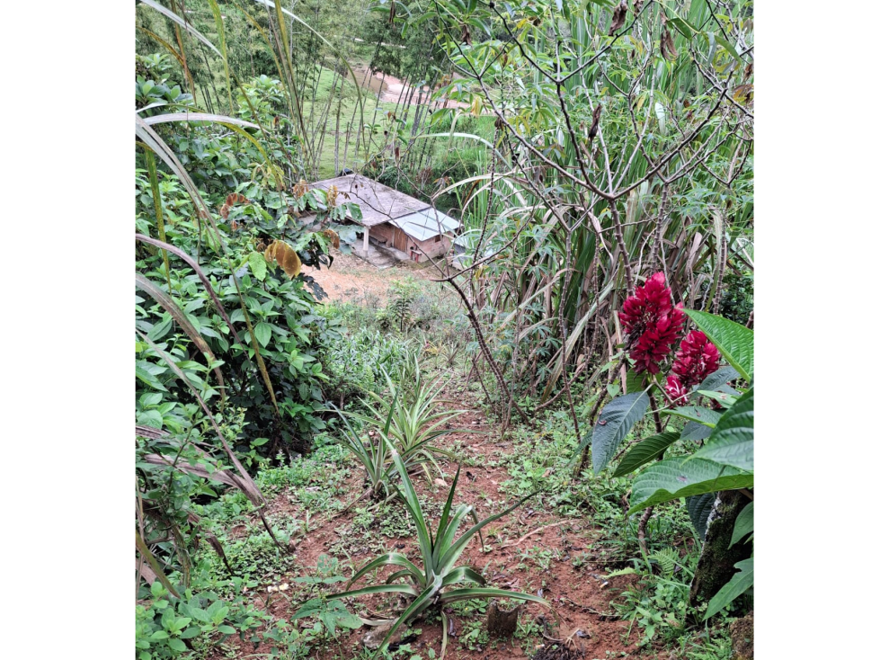 VENTA LOTE CON VIVENDA EN SAN ROQUE ANTIOQUIA - 1