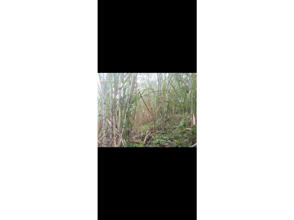 VENTA FINCA 8.3 HECTAREAS SAN ROQUE ANTIOQUIA - 2
