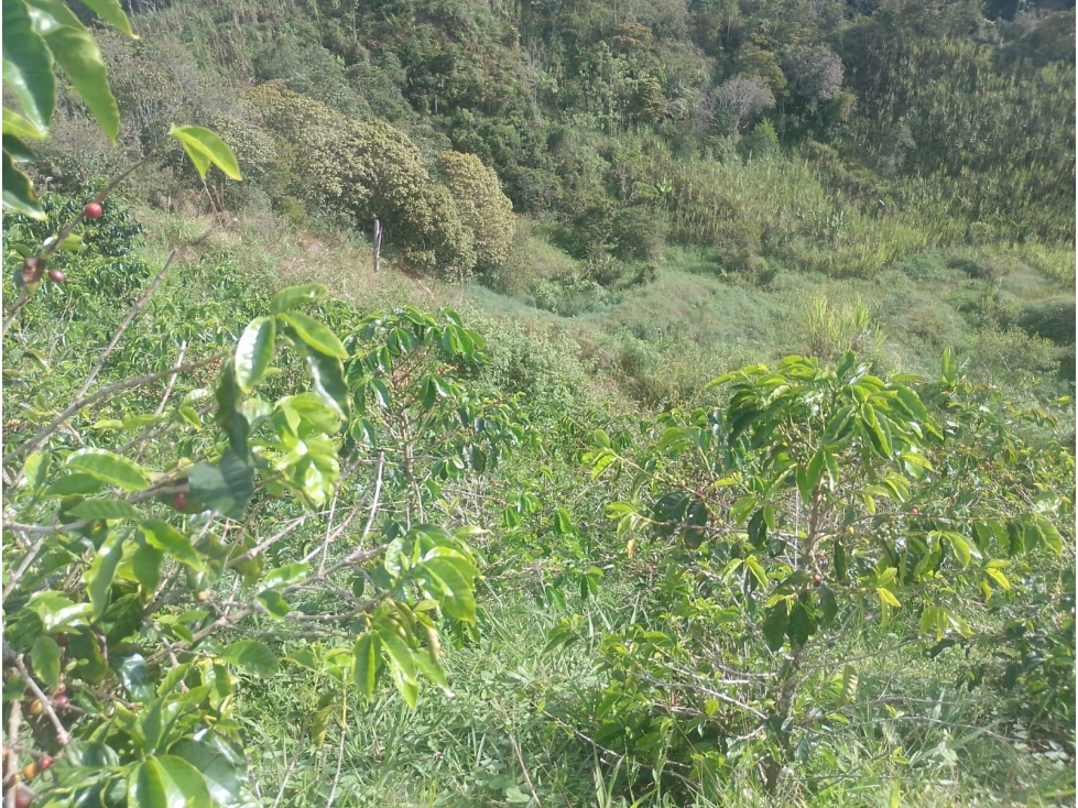 VENTA FINCA AUTOSOSTENIBLE 2.77 HECTAREAS SAN ROQUE ANTIOQUIA - 4