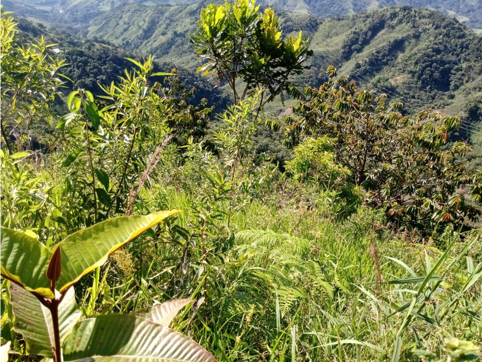 FINCA PRODUCTORA 7 HECTAREAS SAN ROQUE ANTIOQUIA - 2