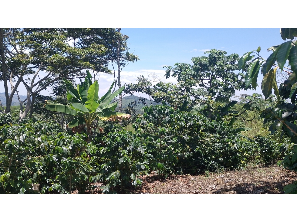 VENTA FINCA 7 HECTAREAS SAN ROQUE ANTIOQUIA - 2