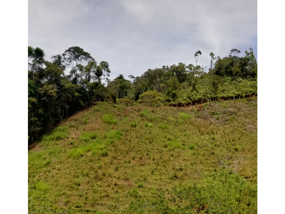 VENTA DE FINCA PRODUCTORA 15 HECTÁREAS EN SAN ROQUE ANTIOQUIA - 3