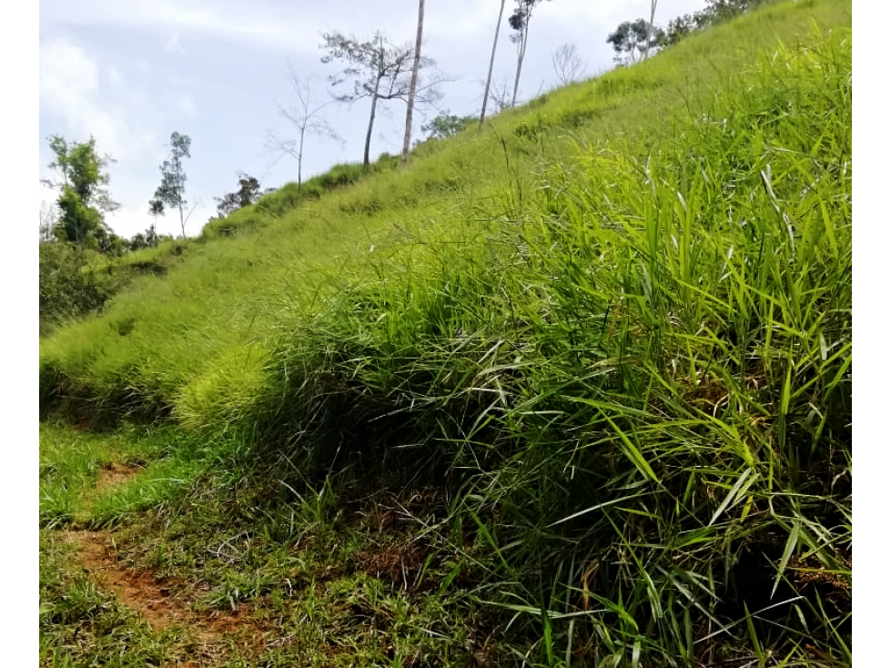 VENTA DE FINCA PRODUCTORA 15 HECTÁREAS EN SAN ROQUE ANTIOQUIA - 4