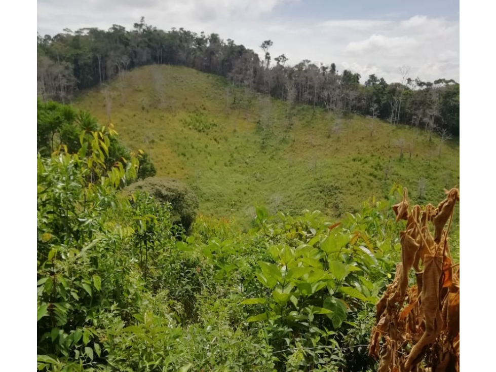 VENTA DE FINCA PRODUCTORA 15 HECTÁREAS EN SAN ROQUE ANTIOQUIA - 6
