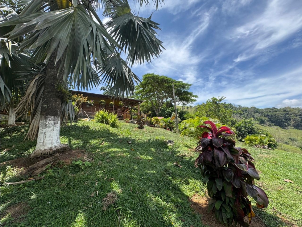 VENTA HERMOSA FINCA 11.3 HECT. YOLOMBO ANTIOQUIA - 2